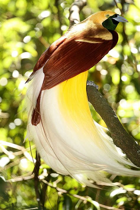 The magical courtship rituals of birds of paradise